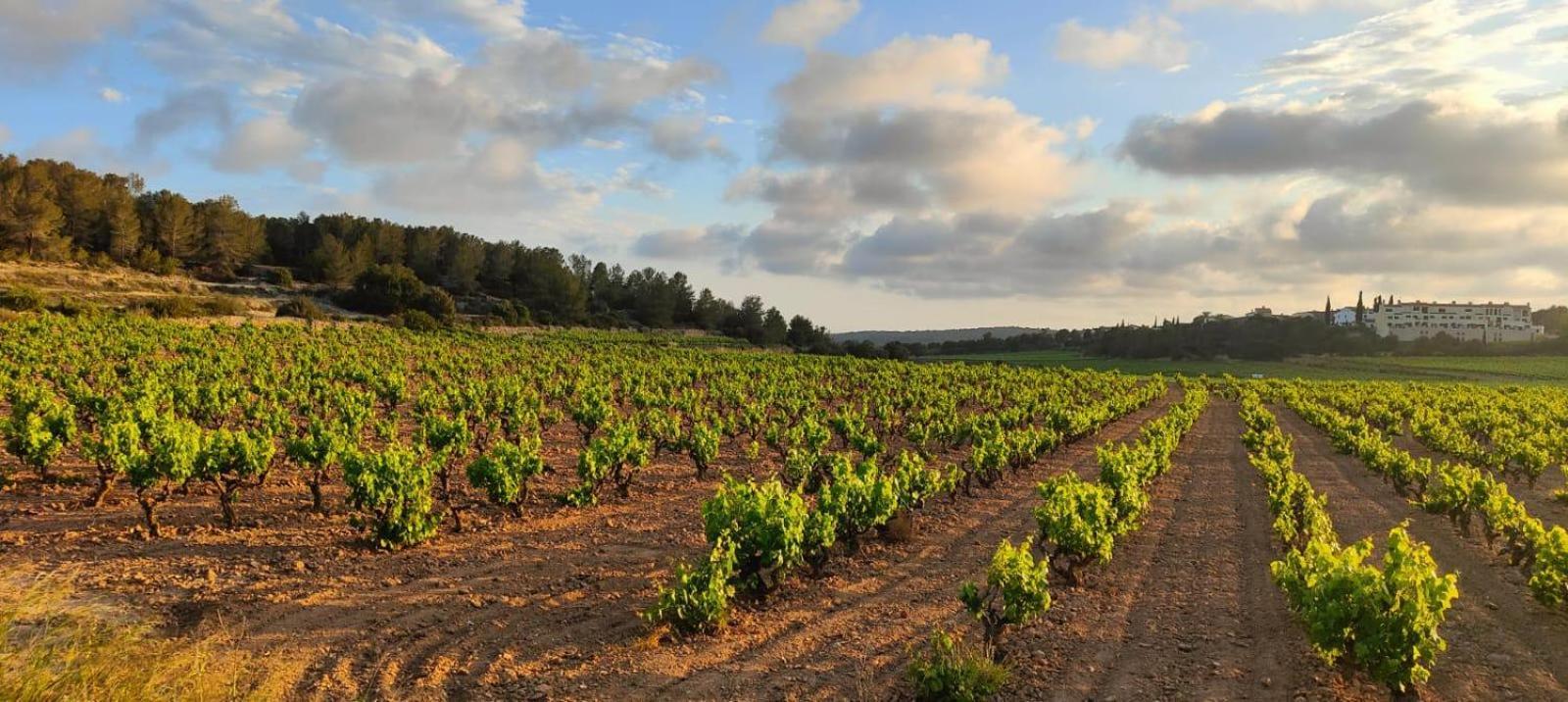 Leilighet Anima Del Garraf *
